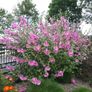 Tree Mallow "Lavatera clementii" Image 3