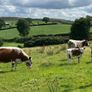 Pedigree Irish Moiled cows with bull calf at foot Image 2