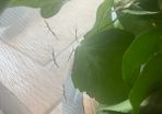 Stick Insects