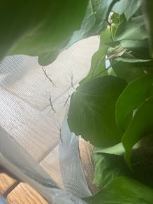 Stick Insects