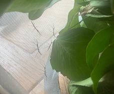 Stick Insects
