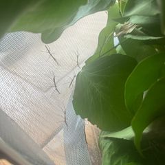 Stick Insects