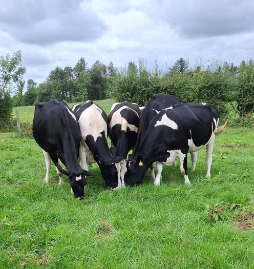Autumn Calving Heifers