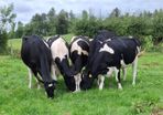 Autumn Calving Heifers