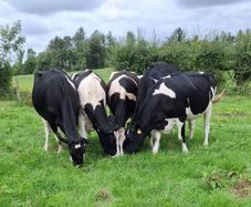 Autumn Calving Heifers
