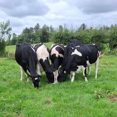 Autumn Calving Heifers