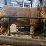 Livestock Image 5