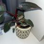 plant Philodendron Pink Princess Image 3