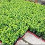 Box Hedging Image 5