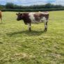 Breeding Heifers Image 10
