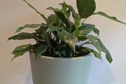 Indoor plant