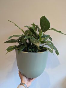 Indoor plant