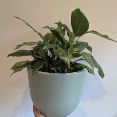Indoor plant