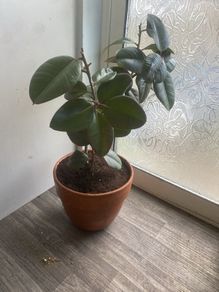 rubber plant ficus elastica