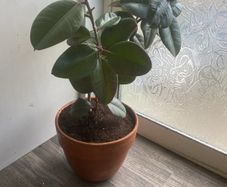 rubber plant ficus elastica