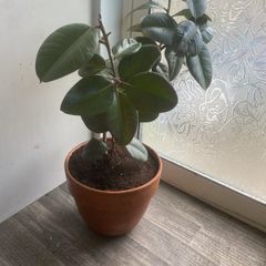 rubber plant ficus elastica