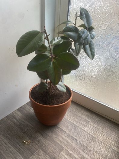 rubber plant ficus elastica