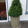 a pair of beautiful buxus  trees in containers Image 6