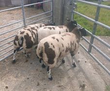Dutch Spotted sheep