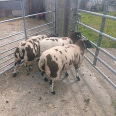 Dutch Spotted sheep