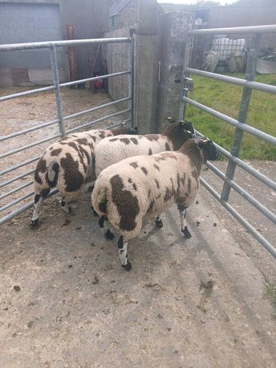 Dutch Spotted sheep