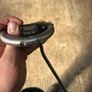 Scotty Cameron Futura phantom mallet putter Image 4