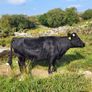 Cow and calf for sale Image 5