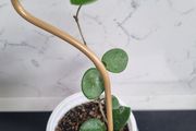 Hoya mathilde on trellis
