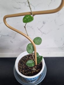 Hoya mathilde on trellis