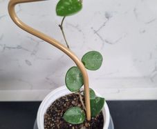 Hoya mathilde on trellis