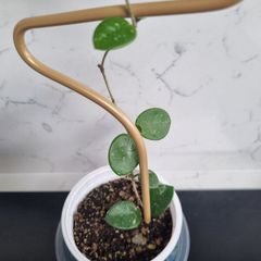 Hoya mathilde on trellis