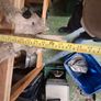 stag antlers Image 7