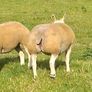 Pedigree Beltex Hogget ewes Image 2