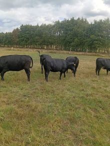Cattle