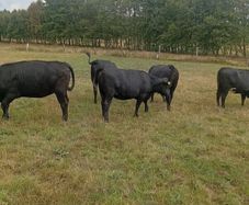 Cattle