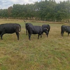 Cattle