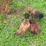 poultry Image 3