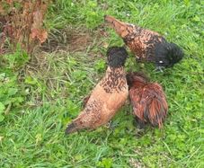 poultry