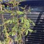 Japanese red cedar tree Image 10