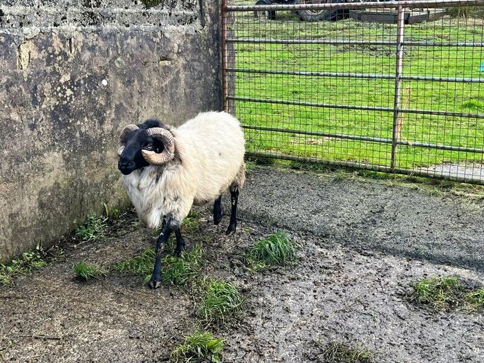 Mayo Blackfaced Ram