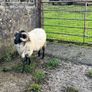 Mayo Blackfaced Ram Image 4