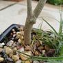Olive Bonsai trees x 3 Image 2