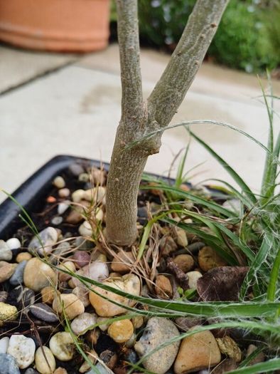 Olive Bonsai trees x 3