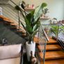 Large artificial plants Image 2