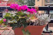 Geranium and succulent in balcony planter x 2