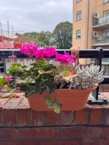 Geranium and succulent in balcony planter x 2