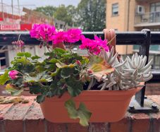 Geranium and succulent in balcony planter x 2