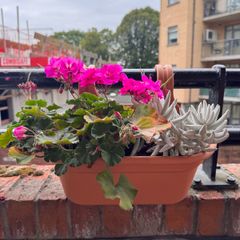 Geranium and succulent in balcony planter x 2