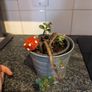 Cute Jade Plant great for Propagation! Image 3