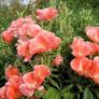 (G) Godetia Orange Glory seeds 0.3g (415595) Image 2
